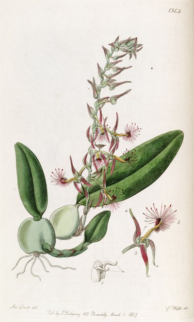 Bulbophyllum barbigerum (gespeld als Bolbophyllum barbigerum) door Miss Drake